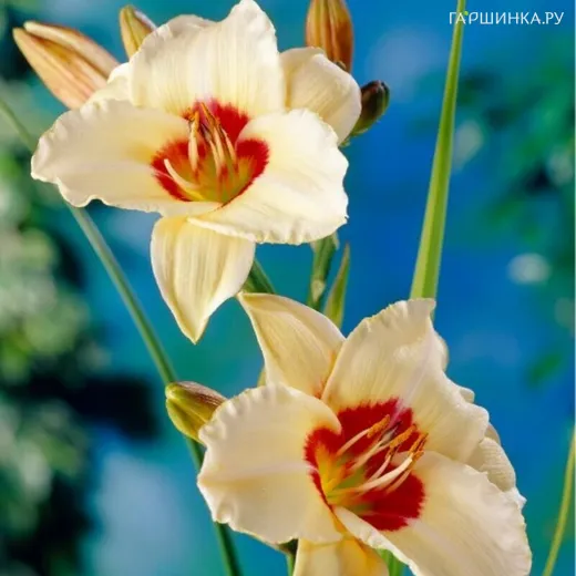 Лилейник Пандорас Бокс