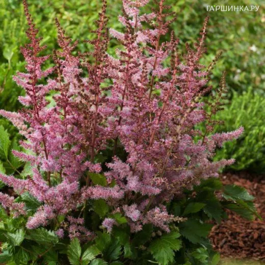 Астильба китайская Вероника Клоз
