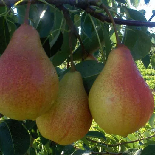 Груша Кафедральная