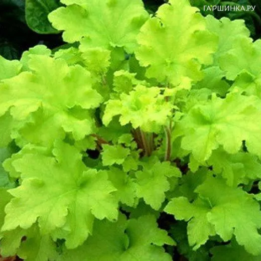 Гейхера Лайм Мармелад