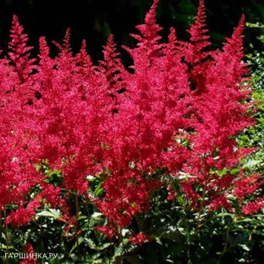 Астильба Арендса Бургунди Ред