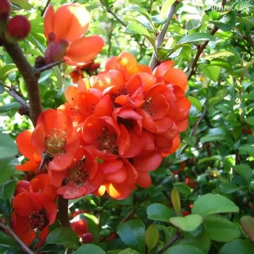 Айва японская Саржента