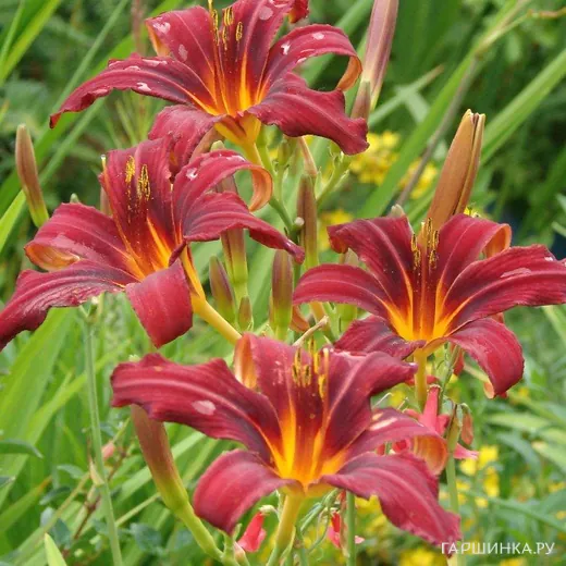 Лилейник Кримсон Пират