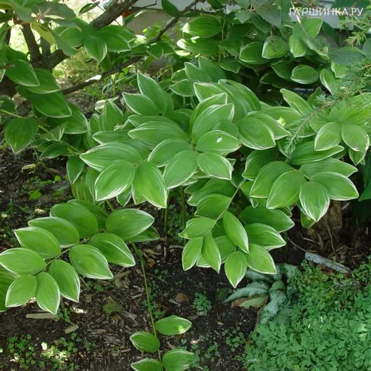 Купена серповидная Вариегатум