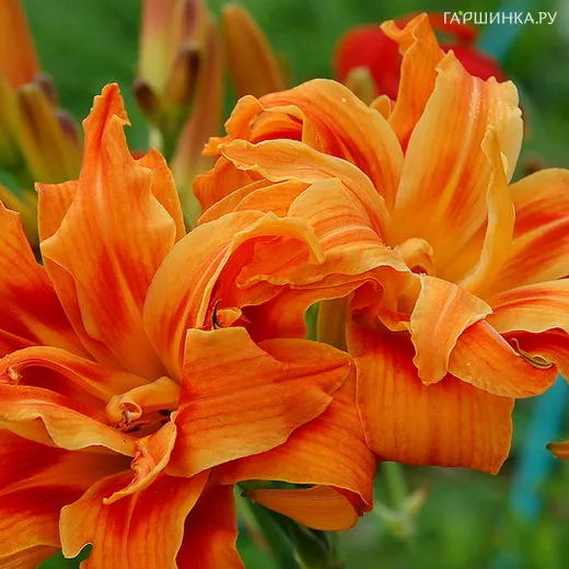 Лилейник Априкот Бьюти