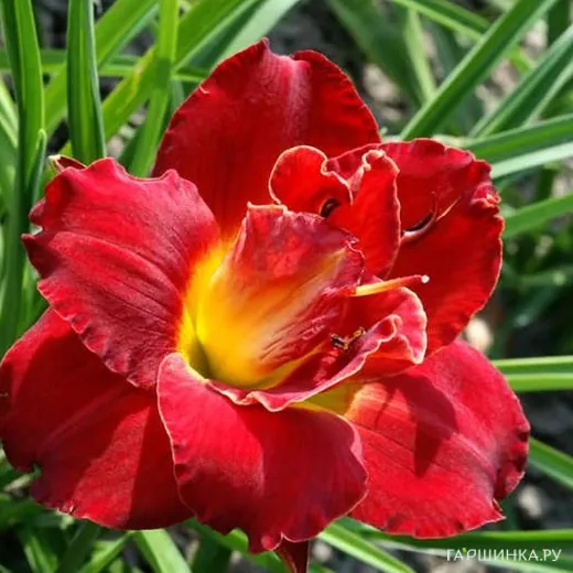 Лилейник Хайленд Лорд