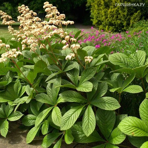 Роджерсия перистая