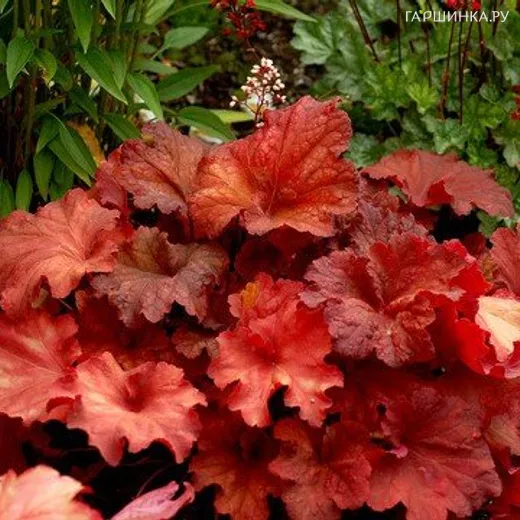 Гейхера Рио