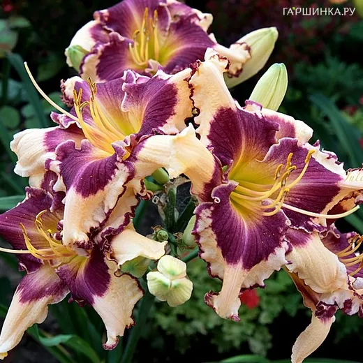 Лилейник Сабина Баур