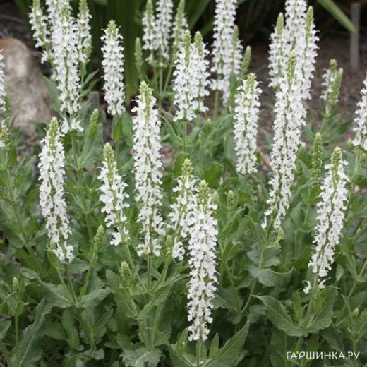 Шалфей (сальвия) дубравный Шнеехугель