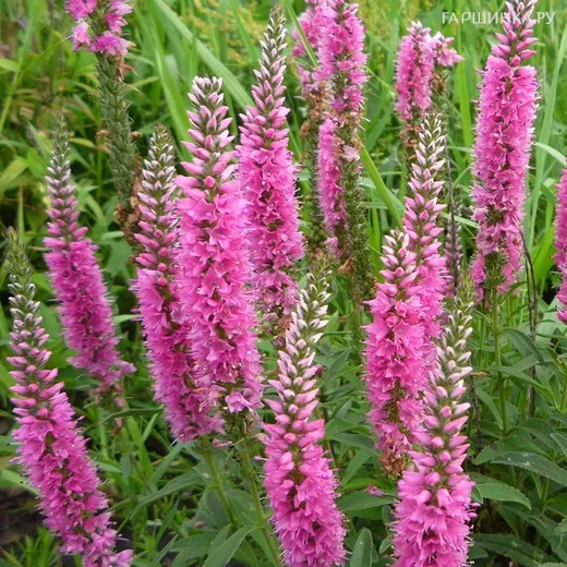 Вероника длиннолистная Роял Пинк