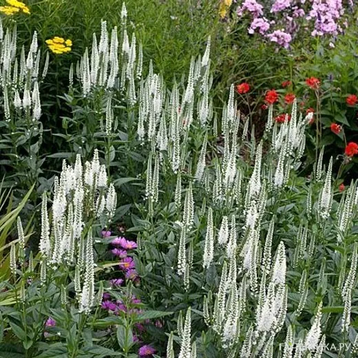 Вероника длиннолистная Антарктика