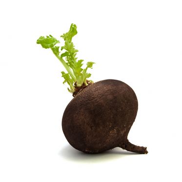 Редька (Дайкон)