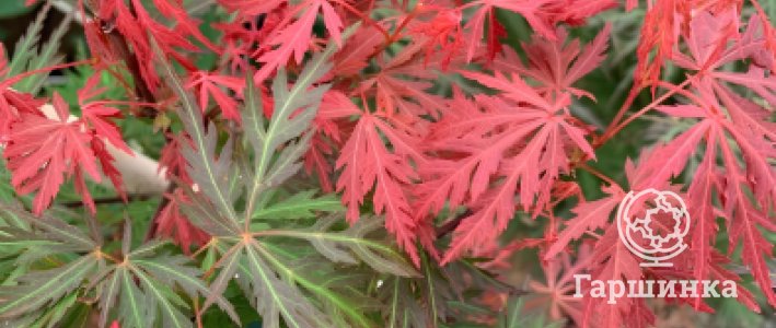 Как вырастить шедевр: бонсай и ниваки из клёна веерного