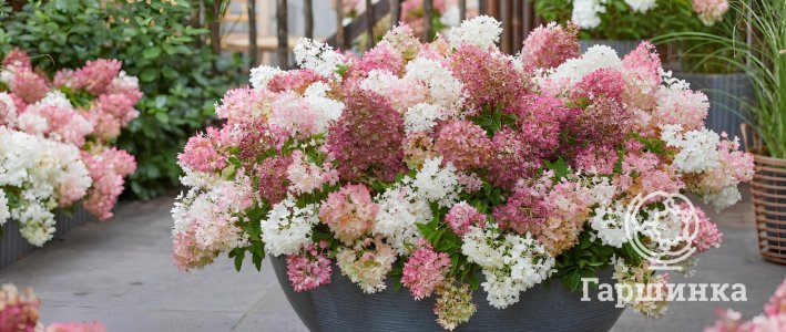 Карликовые метельчатые гортензии: компактное чудо для любого сада