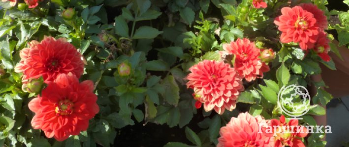 Бордюрные георгины: компактные формы, яркие краски и безграничные возможности в саду