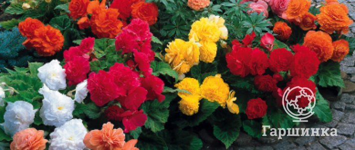 Клубневая бегония: посадка, выращивание и особенности ухода в доме и саду