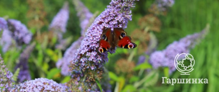 Буддлея: посадка, выращивание и уход в условиях России