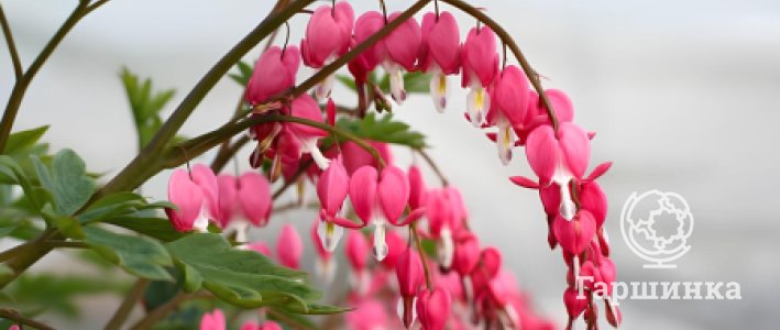 Дицентра в саду: использование, посадка и уход.