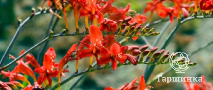 Крокосмия: выращивание, посадка, зимовка и лучшие сорта для сада