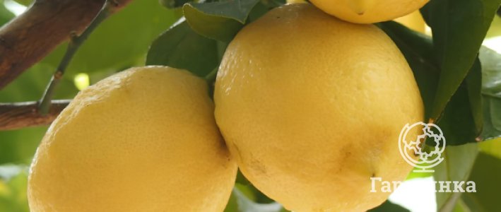 Лимон на подоконнике: как вырастить ароматное дерево и дождаться плодов