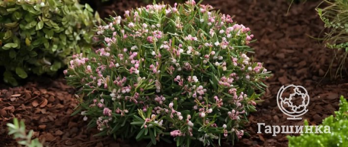 Андромеда — вечнозелёная красавица северных садов