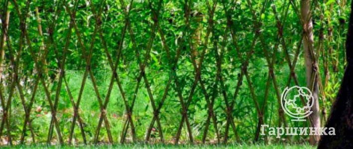 Живая архитектура: как плести деревья, изгороди и беседки из ивы