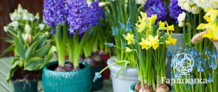 Выгонка луковичных зимой: как вырастить тюльпаны к 8 марта