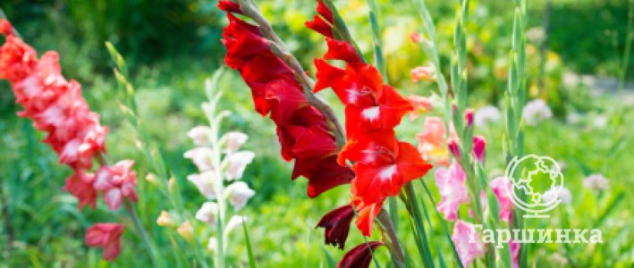 Гладиолусы. Посадка и уход: подробное руководство