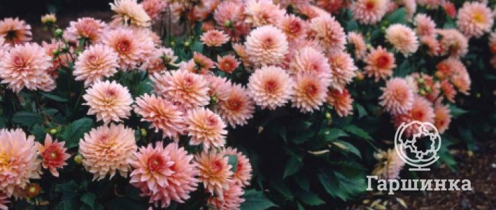 Бордюрные георгины: компактные формы, яркие краски и безграничные возможности в саду