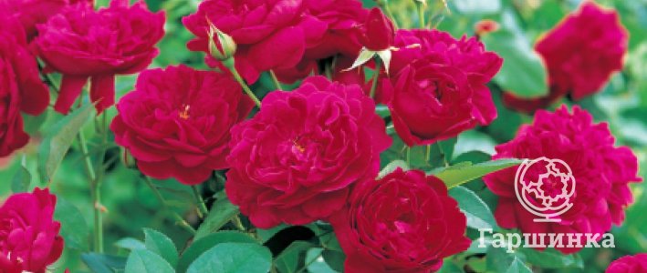 Розы, устойчивые к дождю: какие сорта сохраняют декоративность даже в непредсказуемое лето