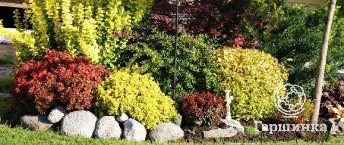 Барбарисы в саду: выращивание и использование в ландшафтном дизайне