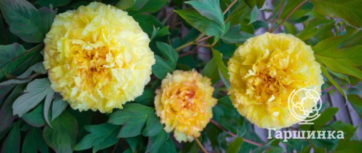 Жёлтые пионы: лучшие сорта, происхождение окраски и руководство по выбору для сада