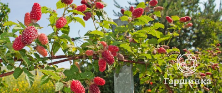 Малина: как вырастить хороший урожай