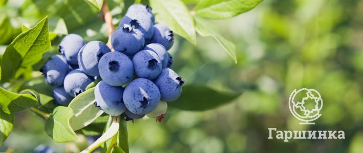 Голубика в саду: как правильно посадить и ухаживать круглый год