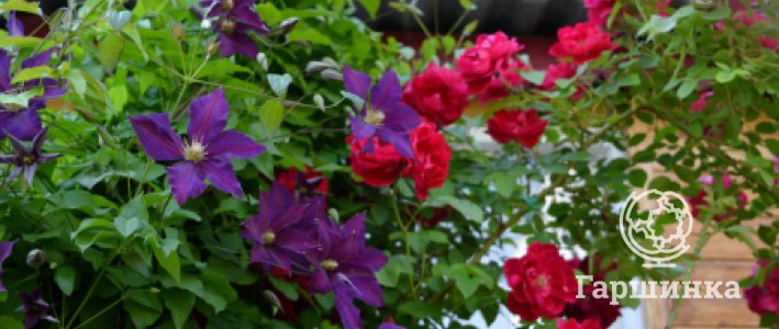 Компаньоны для роз: как создать гармоничный розарий