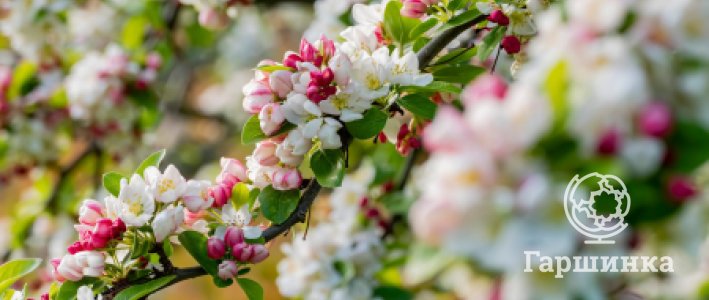 Подвой яблони: фундамент вашего сада