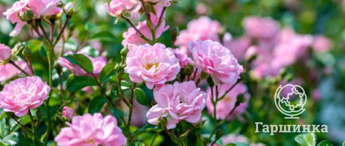 Зимостойкость роз: почему сорта 5 и 6 зоны прекрасно растут даже в Сибири