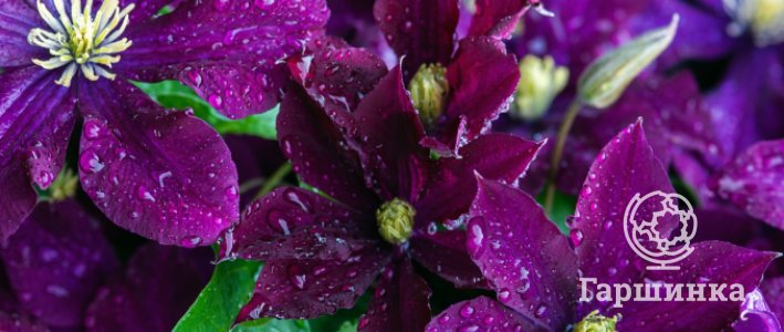 Группы клематисов — ключ к правильной обрезке и зимовке