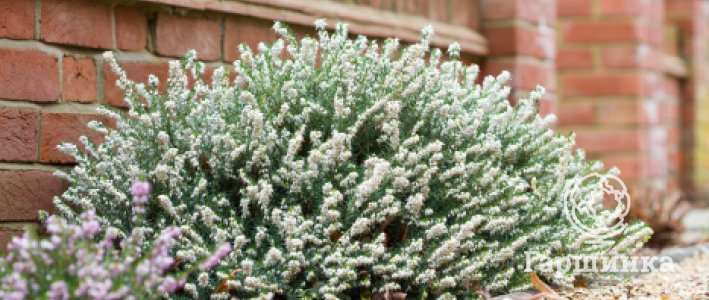 Вереск и эрика: отличия, посадка и уход в саду