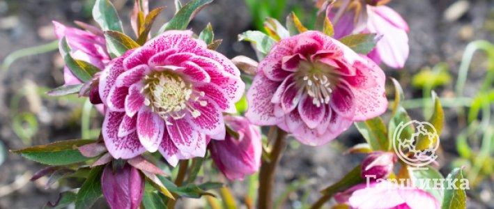 Морозник в саду: полное руководство по посадке и уходу