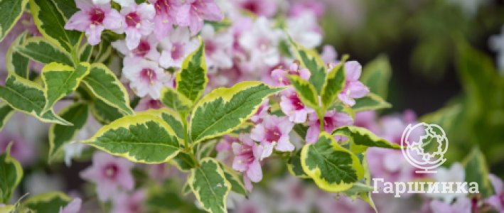 Вейгела: посадка, выращивание и уход в открытом грунте