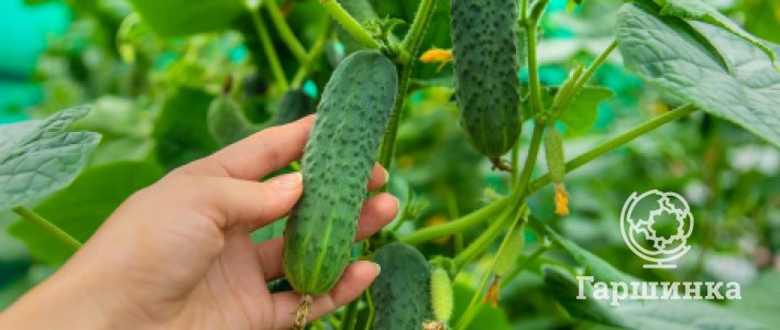 Как выбрать идеальный сорт огурцов: разбор видов и особенностей