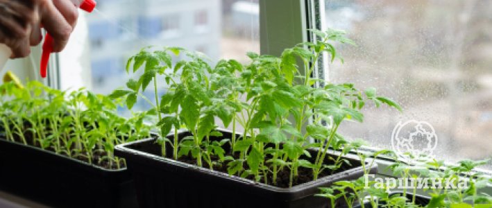 Какие бывают томаты: простая классификация для начинающих