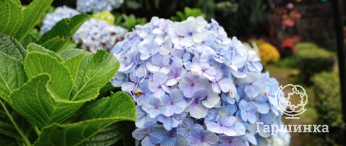 Крупнолистная гортензия в горшках: надёжный способ получить роскошное цветение без укрытий