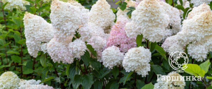 Обрезка гортензии метельчатой: полный гид для начинающих и опытных садоводов