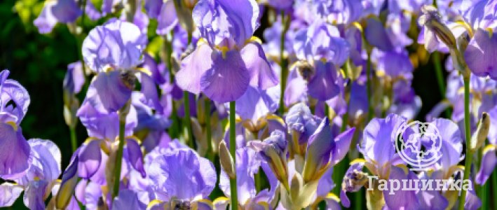 Виды ирисов и особенности выращивания