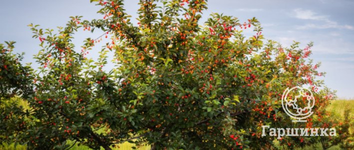 Секрет раннего урожая: осенняя посадка плодовых саженцев