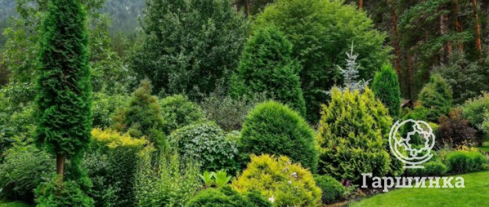 Виды хвойных для сада: какие растения подходят для российских условий