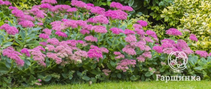 Бордюр из очитков: надёжное решение для аккуратного сада